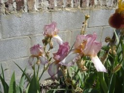 bel_iris_20211127_1043004037
